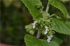 Teucrium tomentosum